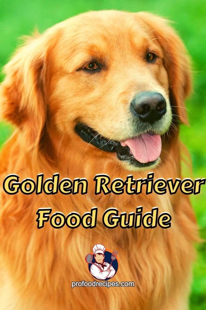 Golden Retriever Food Guide