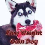 7-Easy Weight Gain Dog Food Recipes