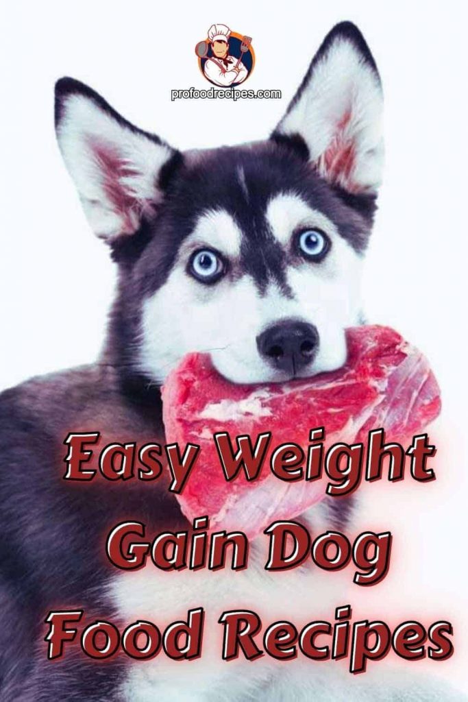 Weight Gain Dog Food Recipes
