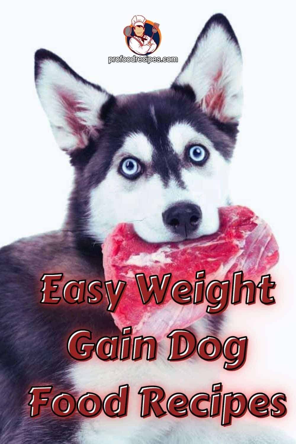 what can i feed my dog to gain weight fast