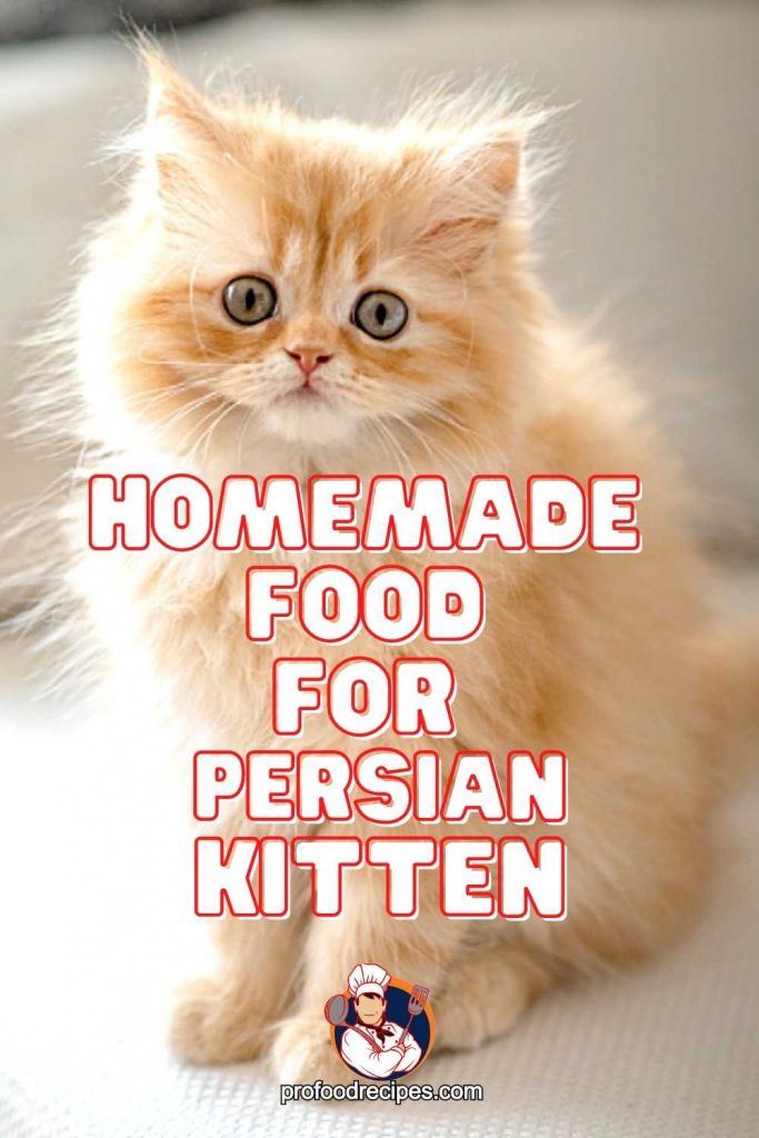 Homemade Food for Persian Kitten