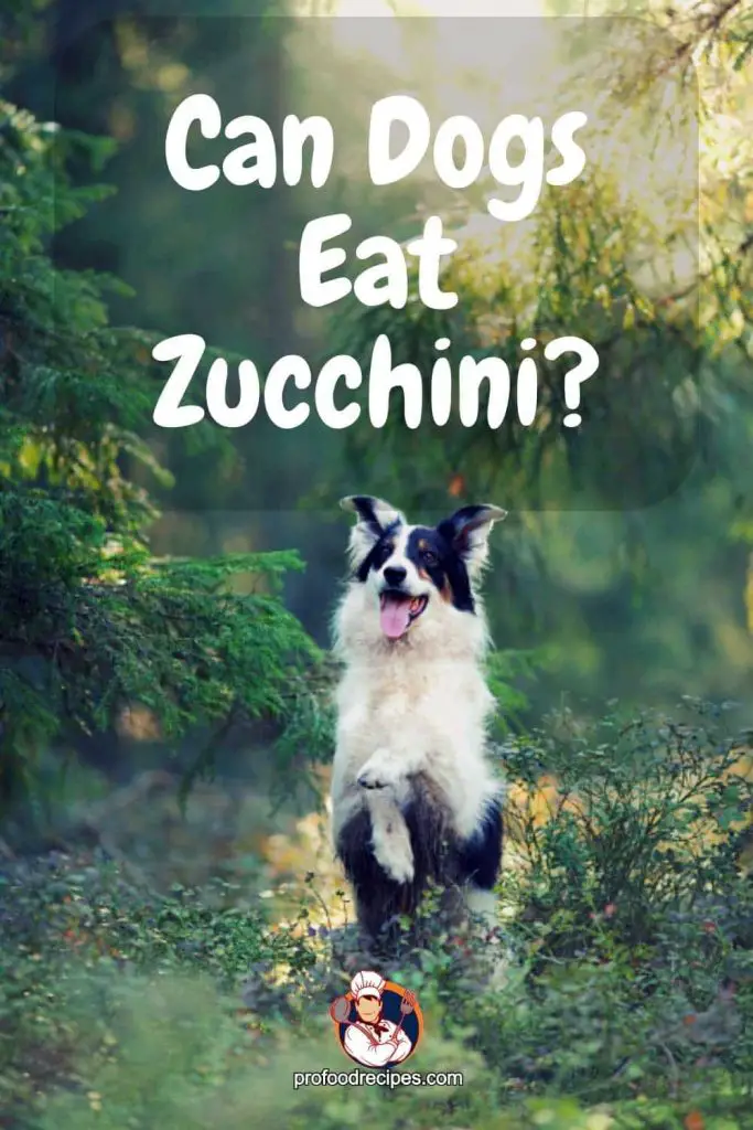 Can Dogs Eat Zucchini
