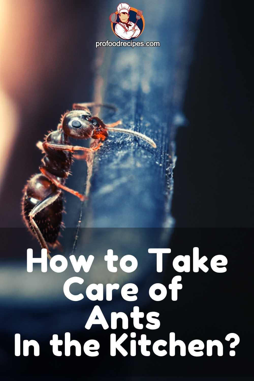 How To Take Care Of Ants In The Kitchen Tips And Tricks   How To Get Rid Of Ants In The Kitchen 