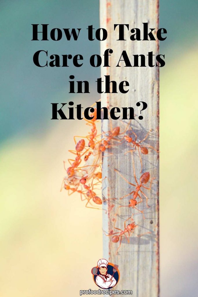How to Take Care of Ants in the Kitchen