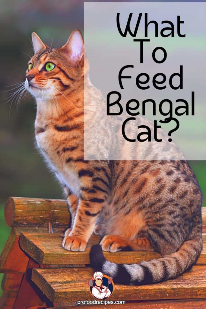 What to Feed Bengal Cats