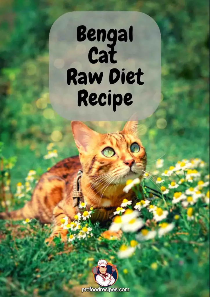 Bengal Cat Raw Diet Recipe