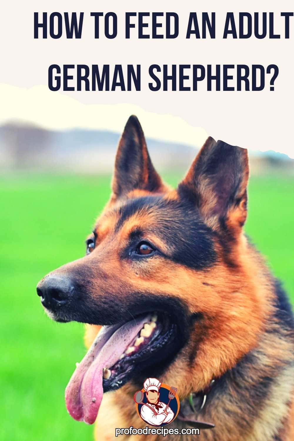 How Much Should a German Shepherd Eat a Day?