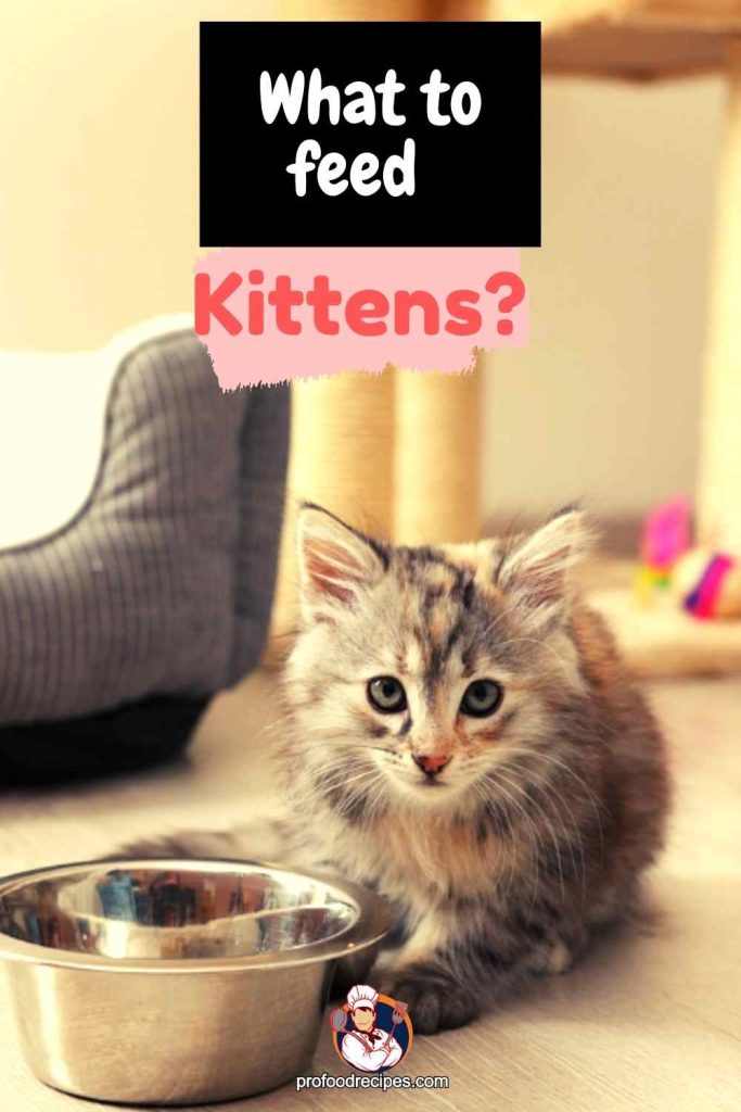 What to feed kittens