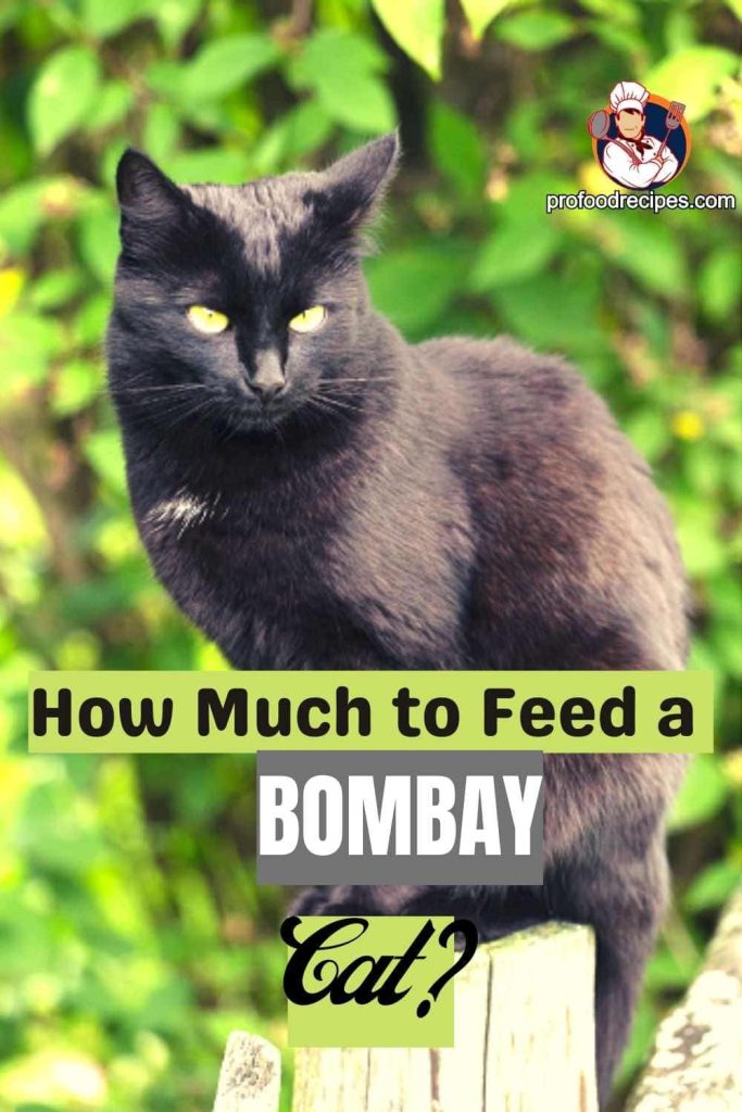 How Much to Feed a Bombay Cat