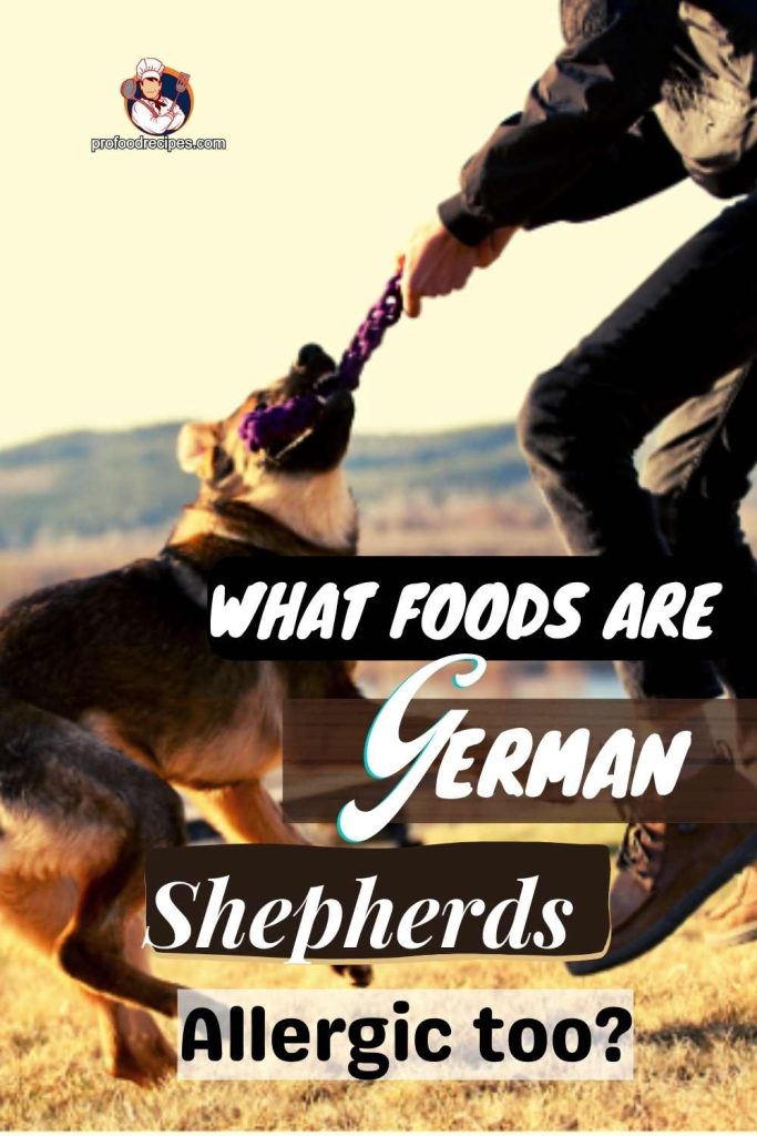 What Foods Are German Shepherds Allergic too