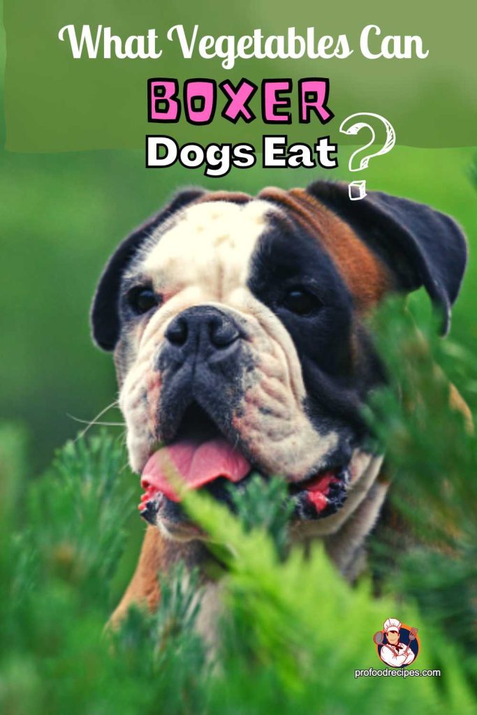 What Vegetables Can Boxer Dogs Eat