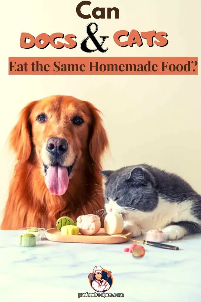 Can Dogs and Cats Eat the Same Homemade Food