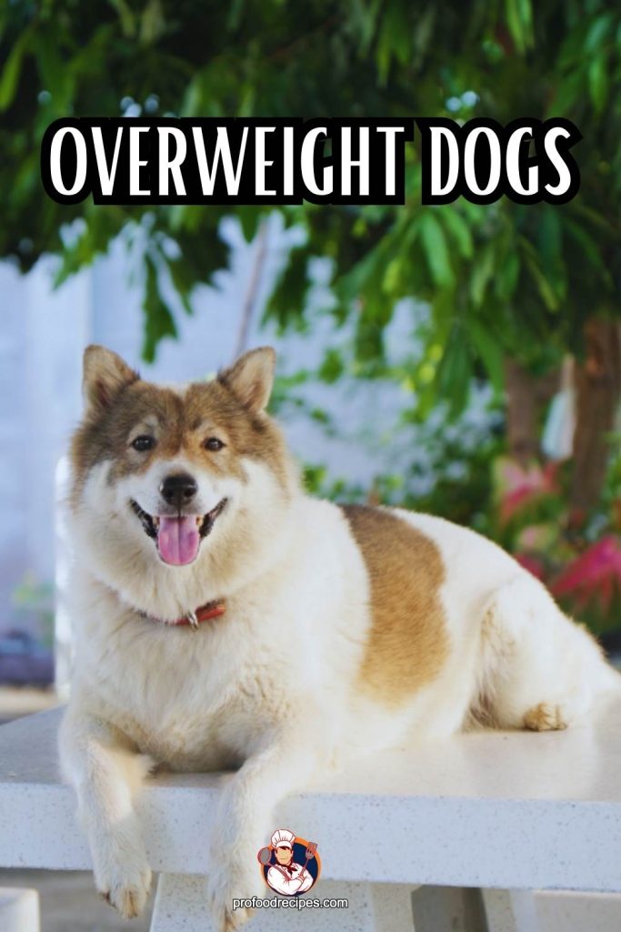 Overweight Dogs