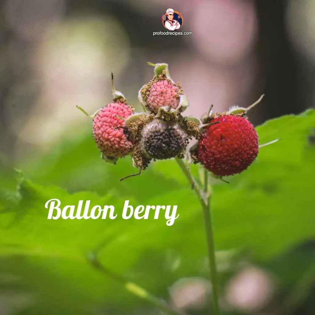 Ballon berry