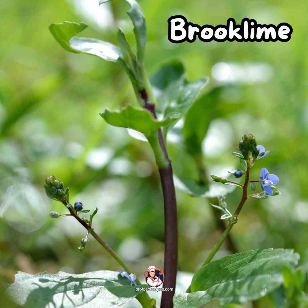 Brooklime