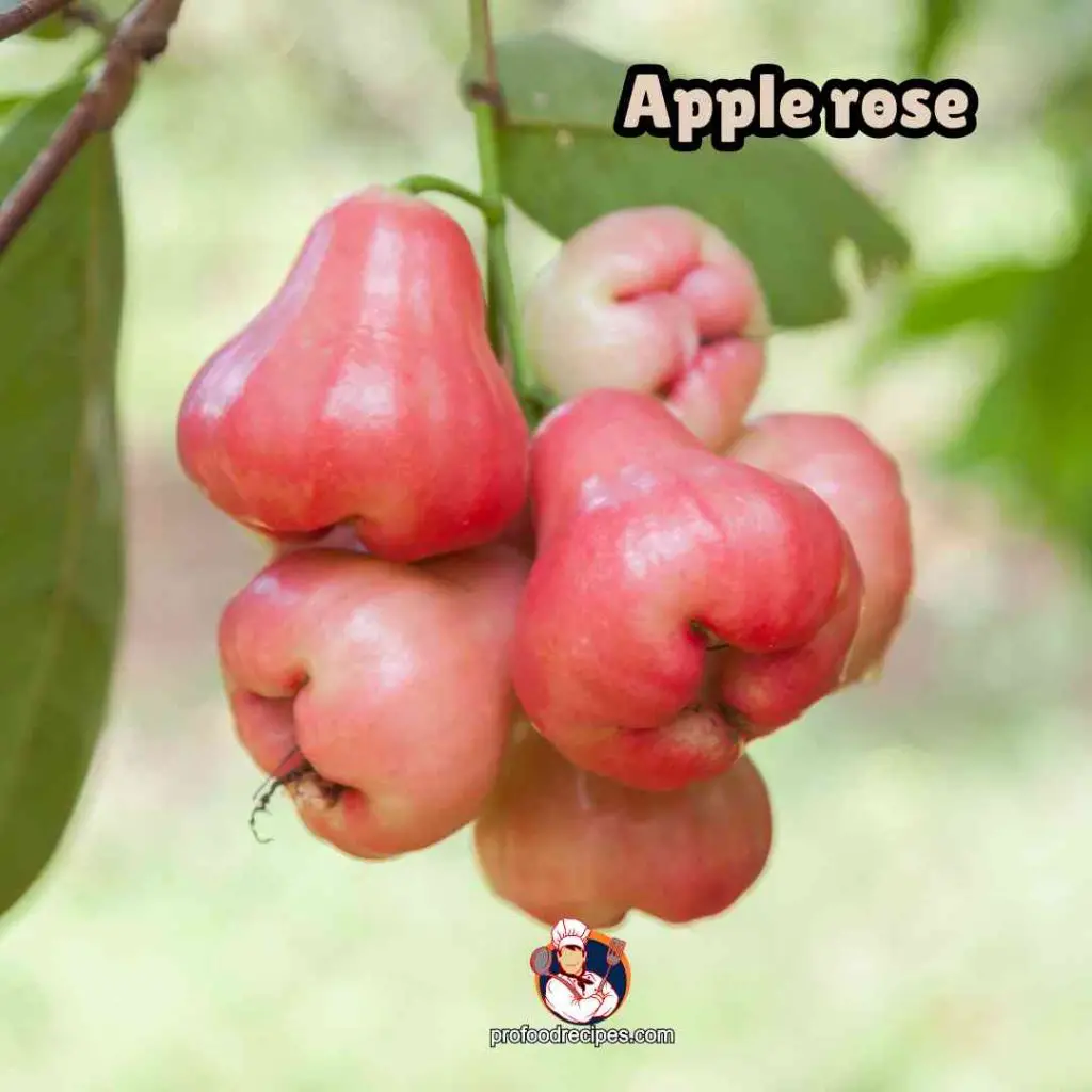 Apple Rose