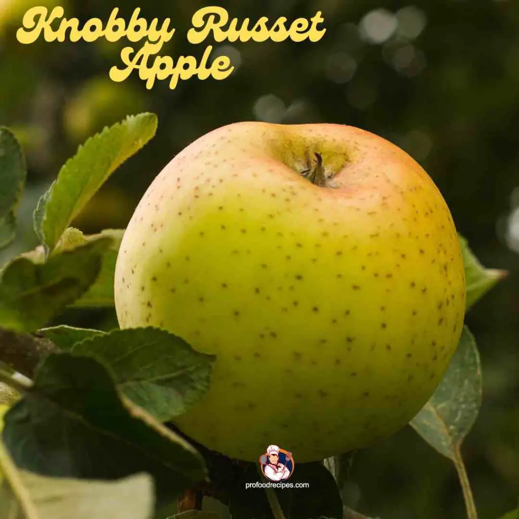 Knobby Russet Apple