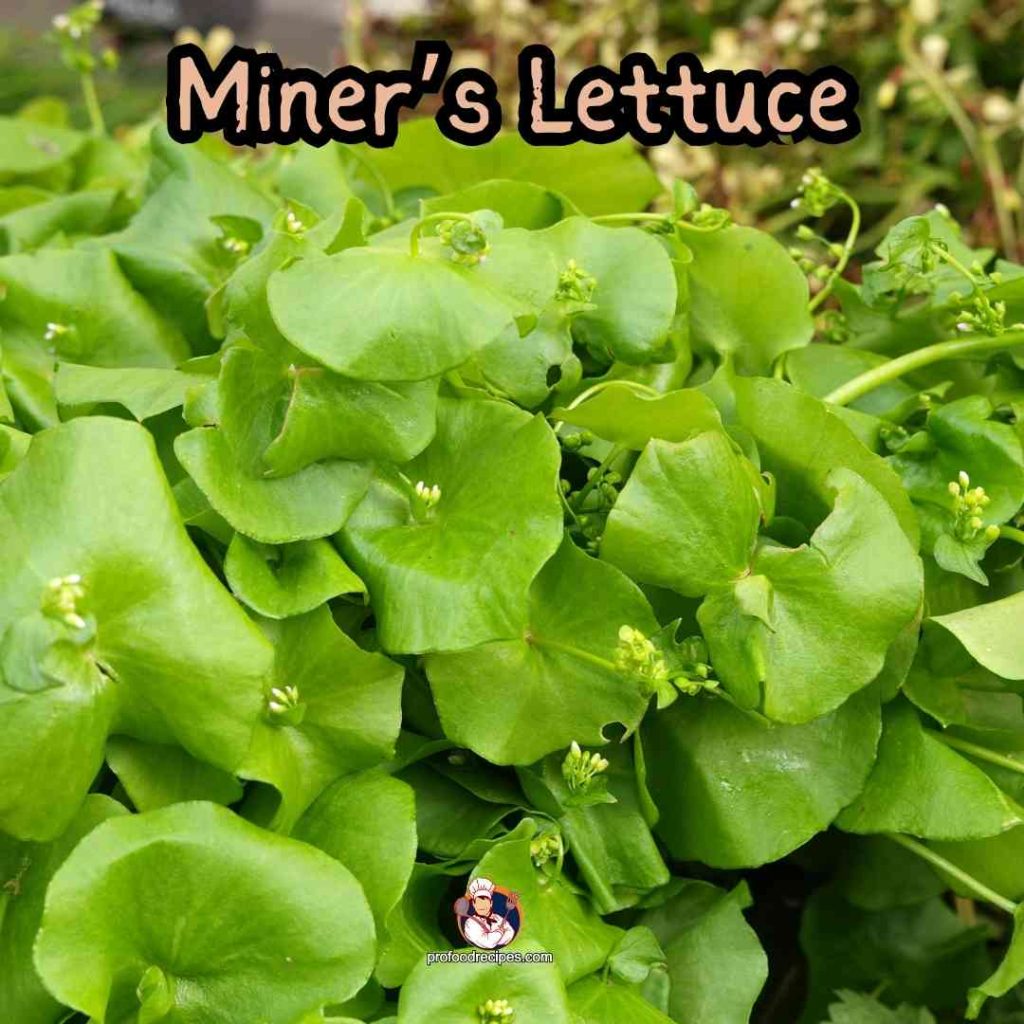 Miner’s Lettuce
