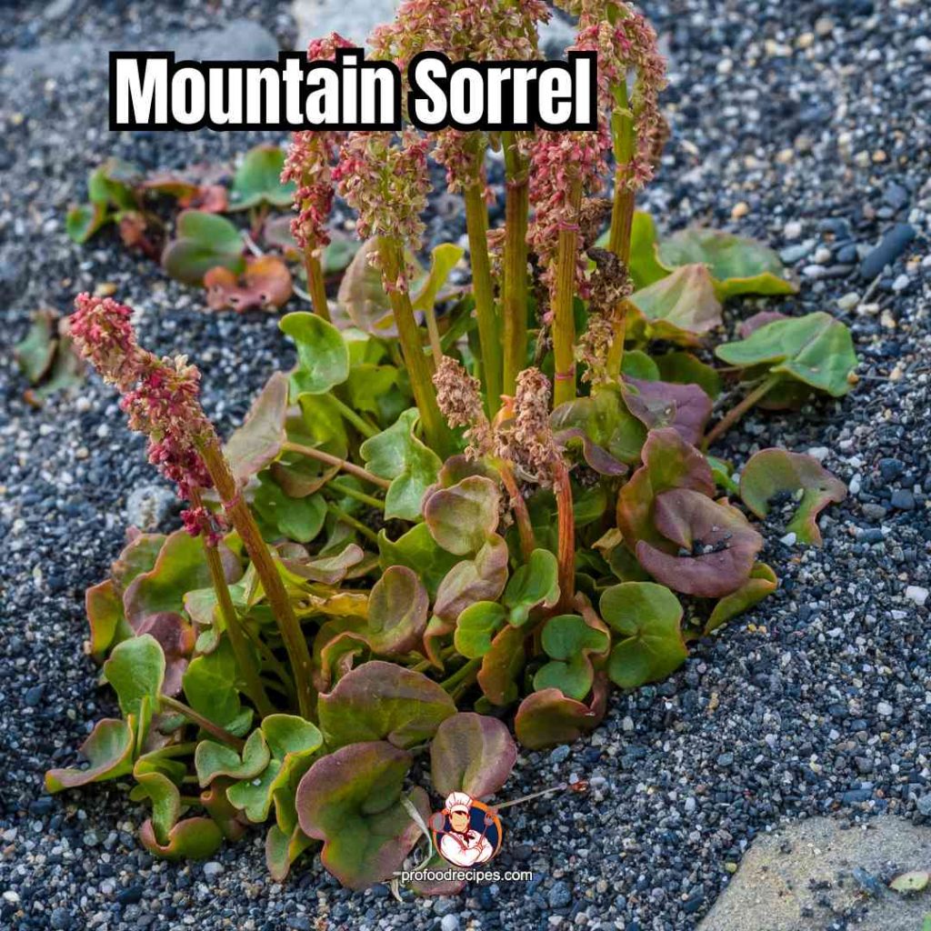 Mountain Sorrel