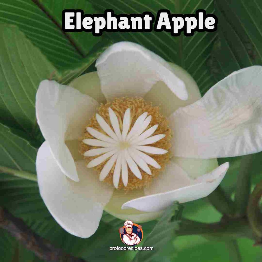 Elephant Apple