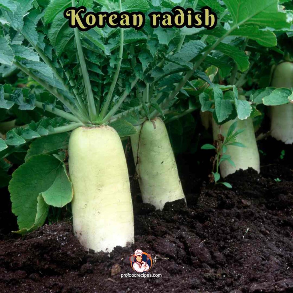 Korean Radish