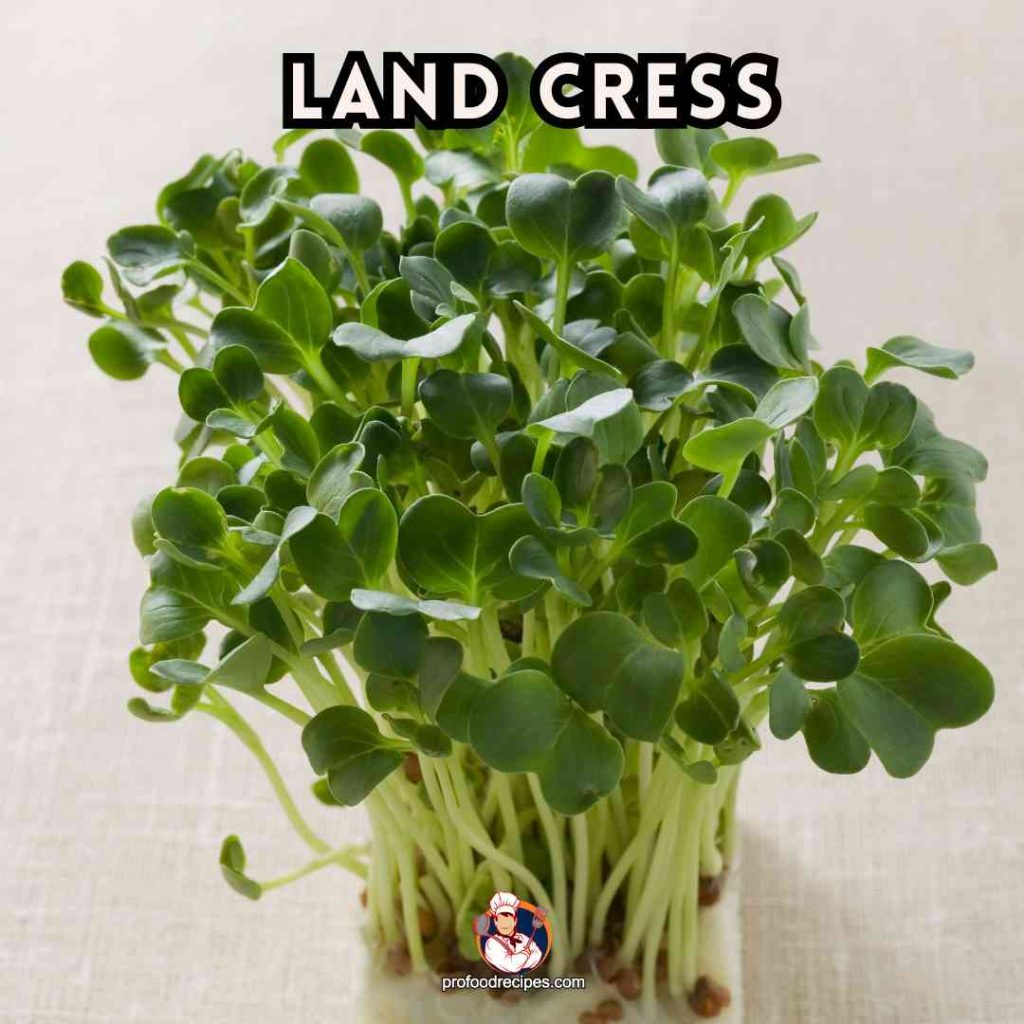 Land Cress