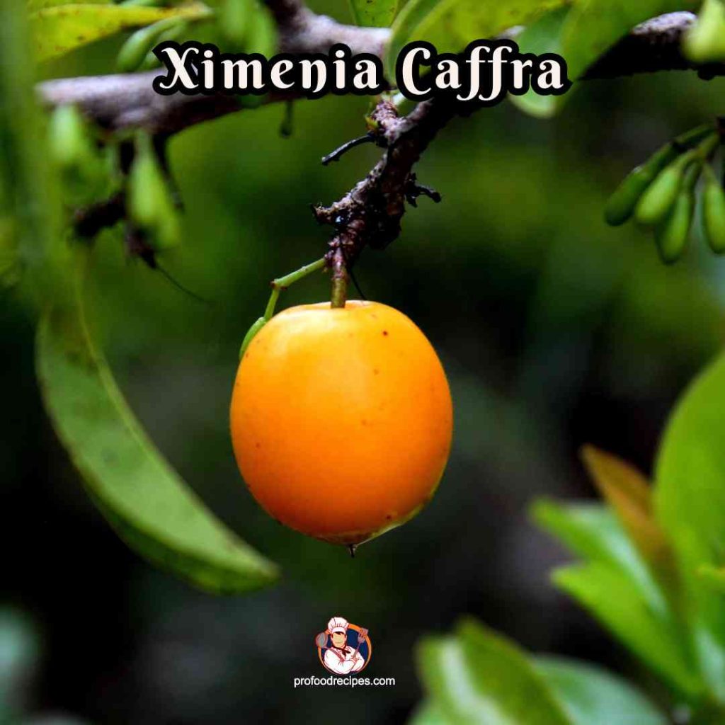 Ximenia Caffra