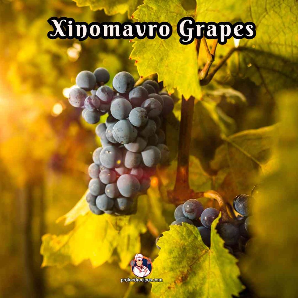 Xinomavro Grapes