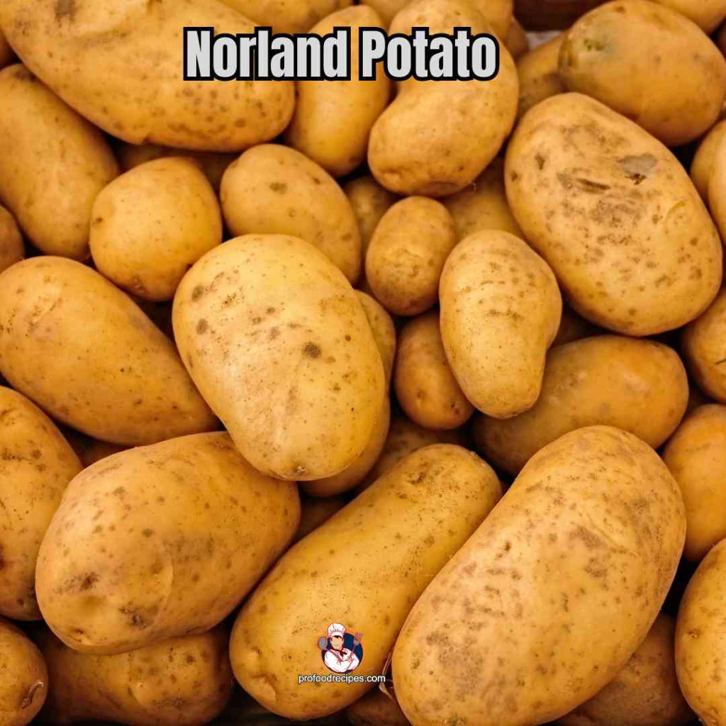 Norland Potato