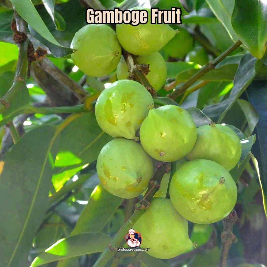 Gamboge Fruit