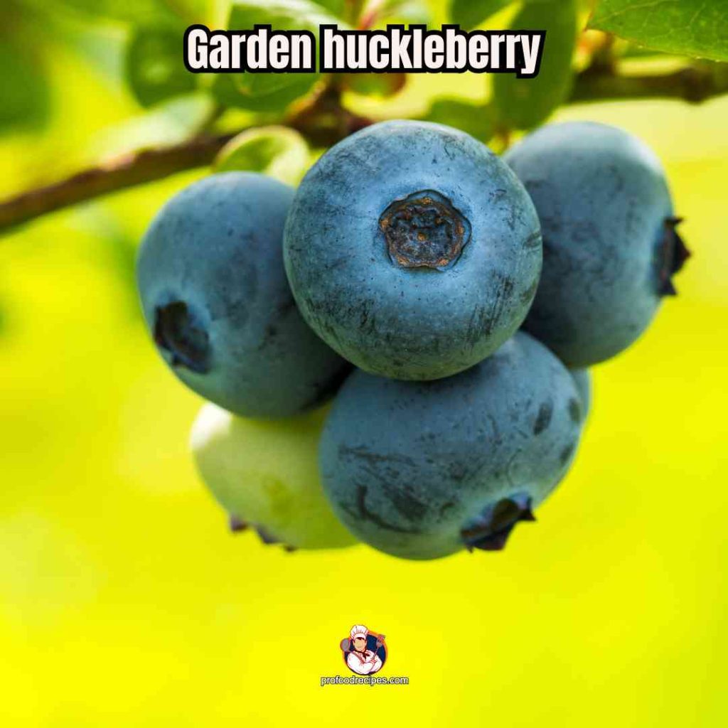 Garden Huckleberry