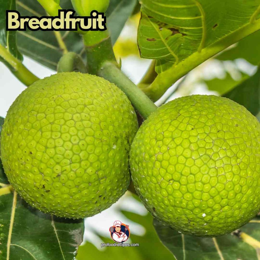 Breadfruit 