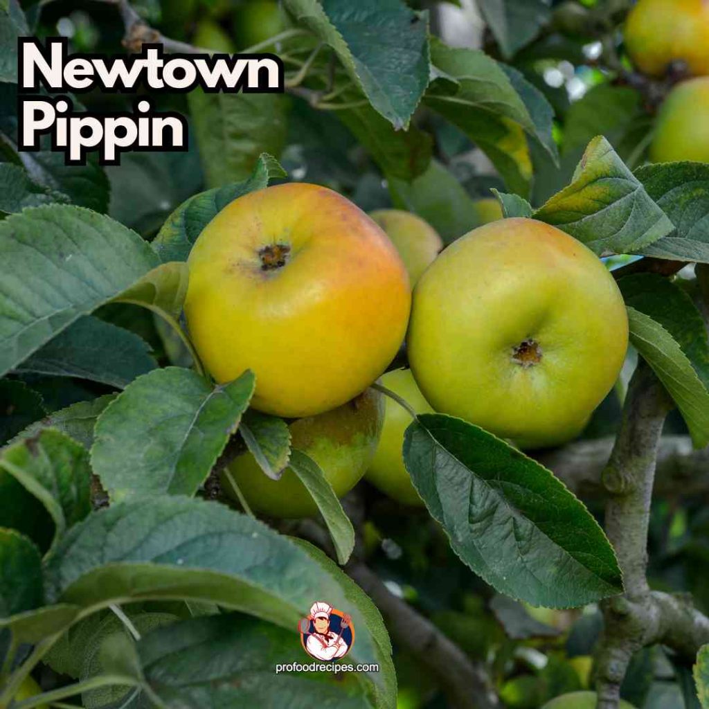 Newtown Pippin